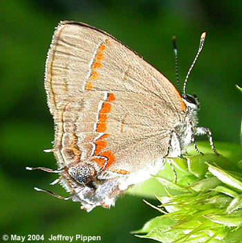 Red-banded Hairstreak (Calycopis cecrops)