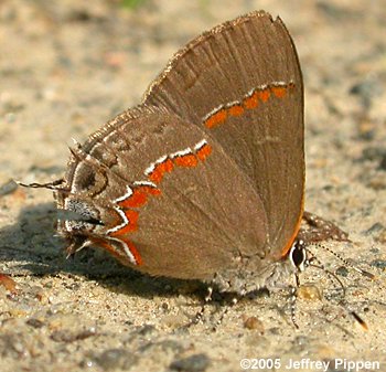 Red-banded Hairstreak (Calycopis cecrops)