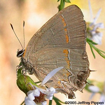 Red-banded Hairstreak (Calycopis cecrops)