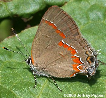 Red-banded Hairstreak (Calycopis cecrops)