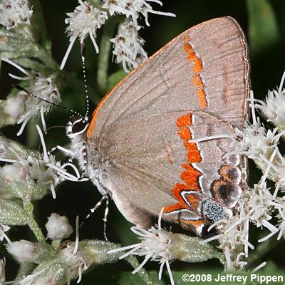 Red-banded Hairstreak (Calycopis cecrops)
