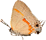Red-banded Hairstreak
