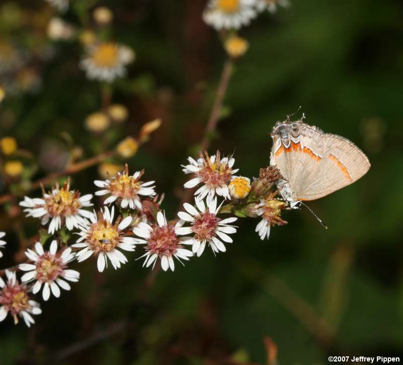 Red-banded Hairstreak (Calycopis cecrops)