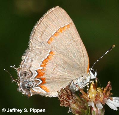 Red-banded Hairstreak (Calycopis cecrops)