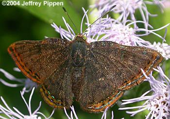 Red-bordered Metalmark (Caria ino)