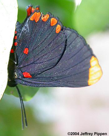 Red-bordered Pixie (Melanis pixe)