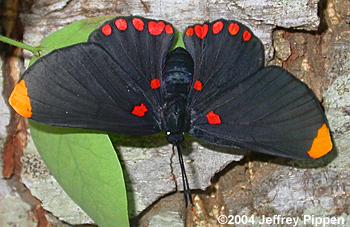 Red-bordered Pixie (Melanis pixe)