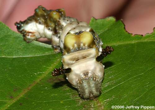 Red-spotted Purple (Limenitis arthemis astyanax) caterpillar
