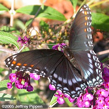 Red-spotted Purple (Limenitis arthemis astyanax)