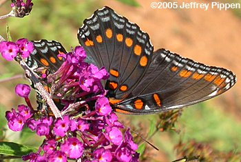 Red-spotted Purple (Limenitis arthemis astyanax)