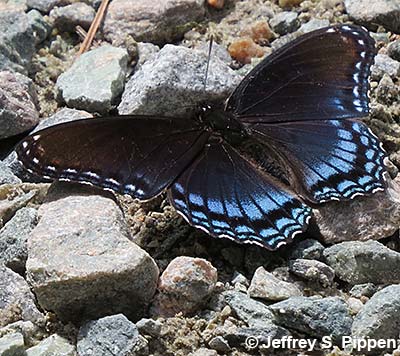 Red-spotted Purple (Limenitis arthemis astyanax)