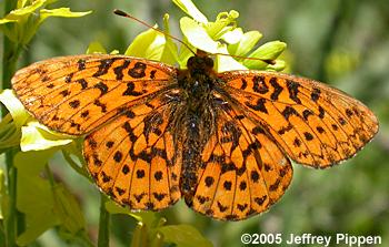 Relict Fritillary (Boloria kriemhild)