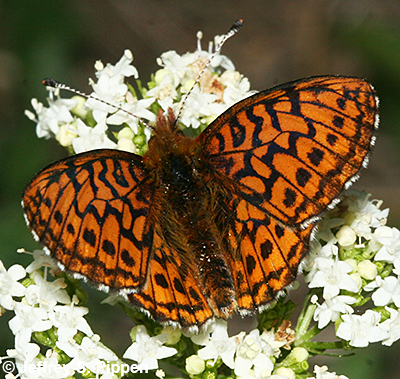 Relict Fritillary (Boloria kriemhild)
