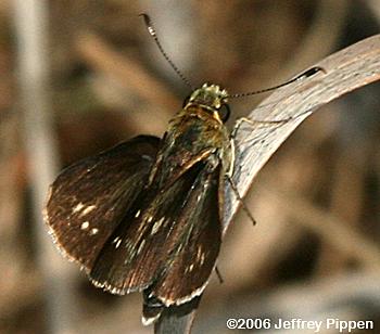 Reversed Roadside-Skipper (Amblyscirtes reversa)