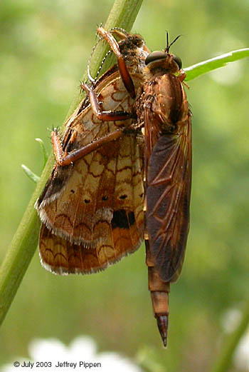 Robberfly eating a Northern Crescent