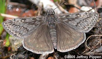 Rocky Mountain Duskywing (Erynnis telemachus)