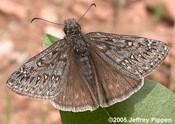 Rocky Mountain Duskywing (Erynnis telemachus)