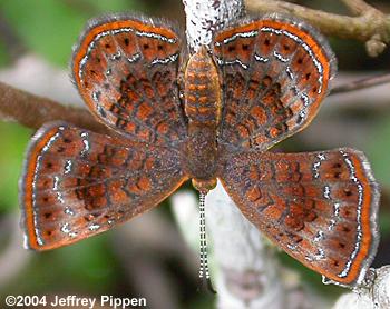 Rounded Metalmark (Calephelis perditalis)