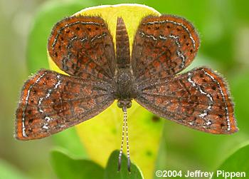 Rounded Metalmark (Calephelis perditalis)