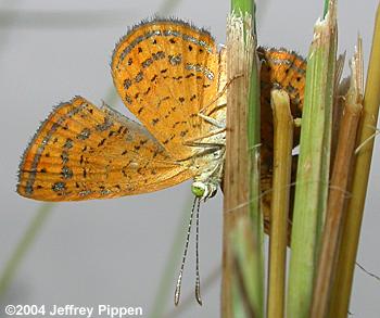 Rounded Metalmark (Calephelis perditalis)