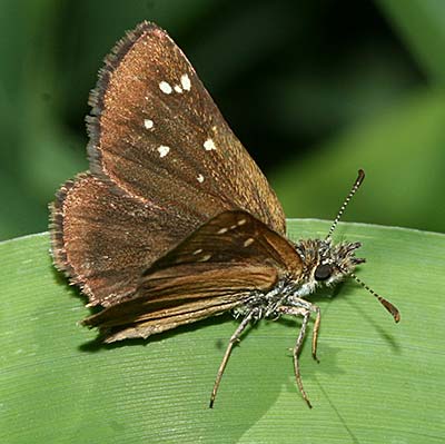 Russet Skipperling (Piruna pirus)