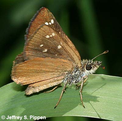 Russet Skipperling (Piruna pirus)