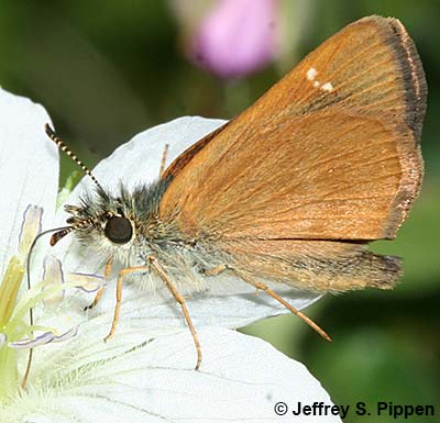 Russet Skipperling (Piruna pirus)