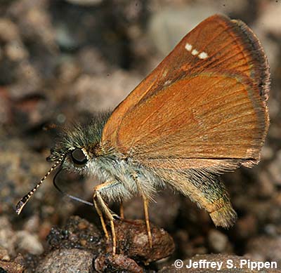 Russet Skipperling (Piruna pirus)