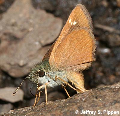Russet Skipperling (Piruna pirus)