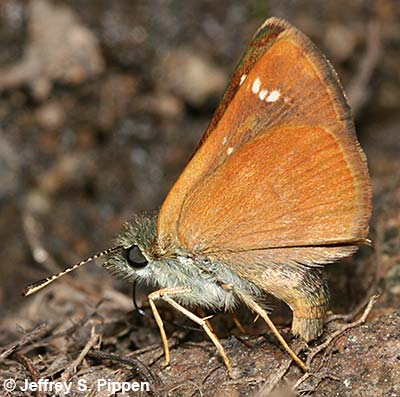 Russet Skipperling (Piruna pirus)