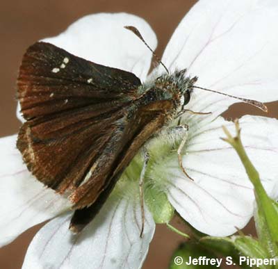 Russet Skipperling (Piruna pirus)