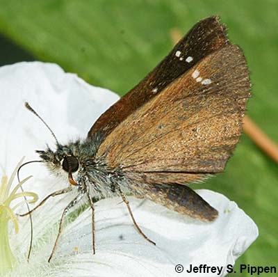 Russet Skipperling (Piruna pirus)