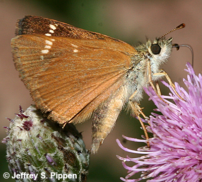 Russet Skipperling (Piruna pirus)