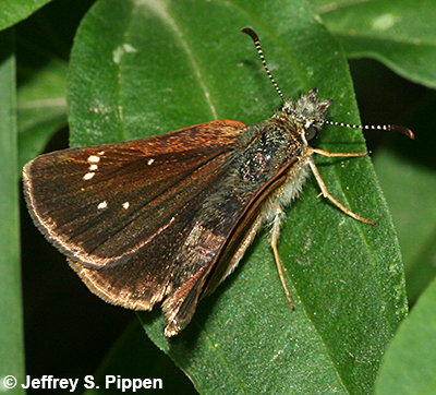Russet Skipperling (Piruna pirus)