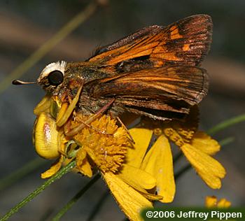 crab spider eating a Sachem (Atalopedes campestris)