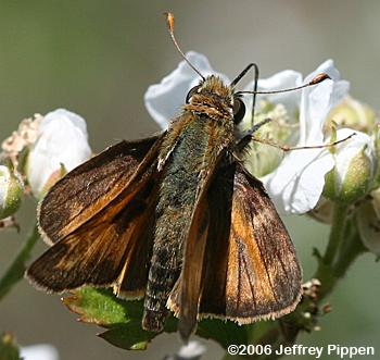 Sachem (Atalopedes campestris huron)