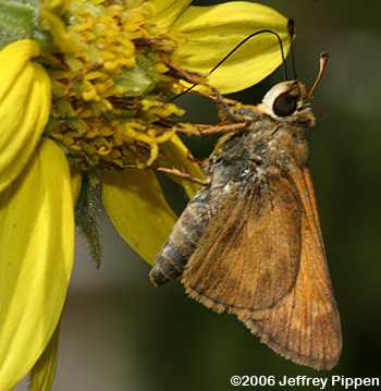 Sachem (Atalopedes campestris huron)
