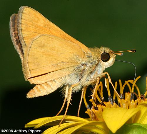 Sachem (Atalopedes campestris huron)