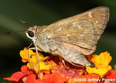 Sachem (Atalopedes campestris huron)