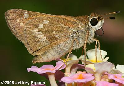 Sachem (Atalopedes campestris huron)