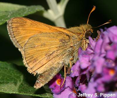 Sachem (Atalopedes campestris huron)
