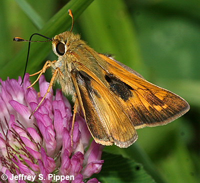 Sachem (Atalopedes campestris huron)