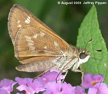 Sachem (Atalopedes campestris huron)