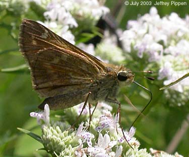 Sachem (Atalopedes campestris huron)