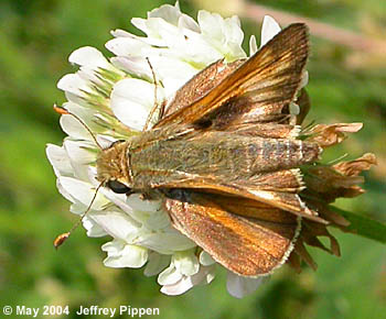 Sachem (Atalopedes campestris huron)