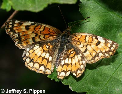 Sagebrush Checkerspot (Chlosyne acastus)