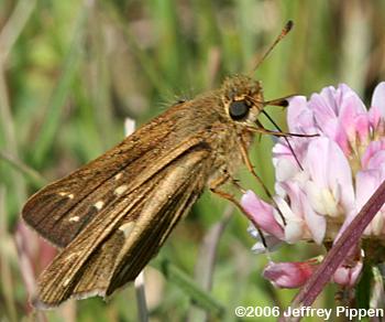 Salt Marsh Skipper (Panoquina panoquin)