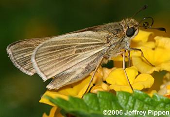 Salt Marsh Skipper (Panoquina panoquin)