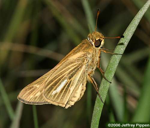 Salt Marsh Skipper (Panoquina panoquin)