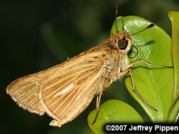 Salt Marsh Skipper (Panoquina panoquin)